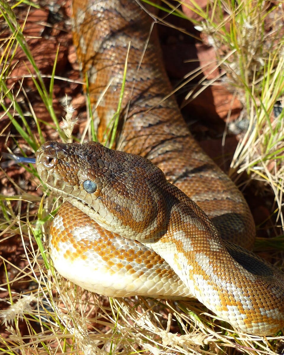 Centralian Carpet Python