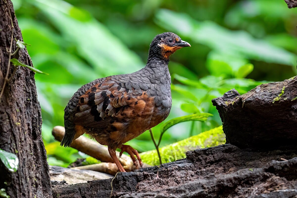 Chestnut-bellied Partridge-Grouse