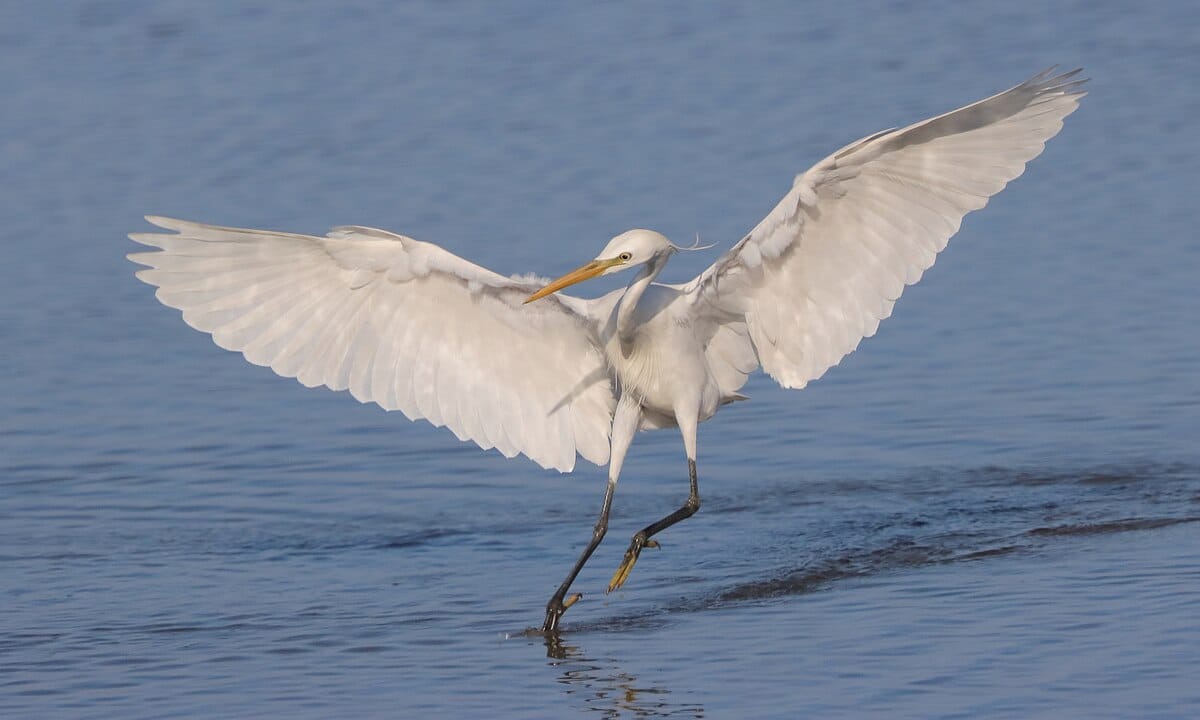 Chinese Egret