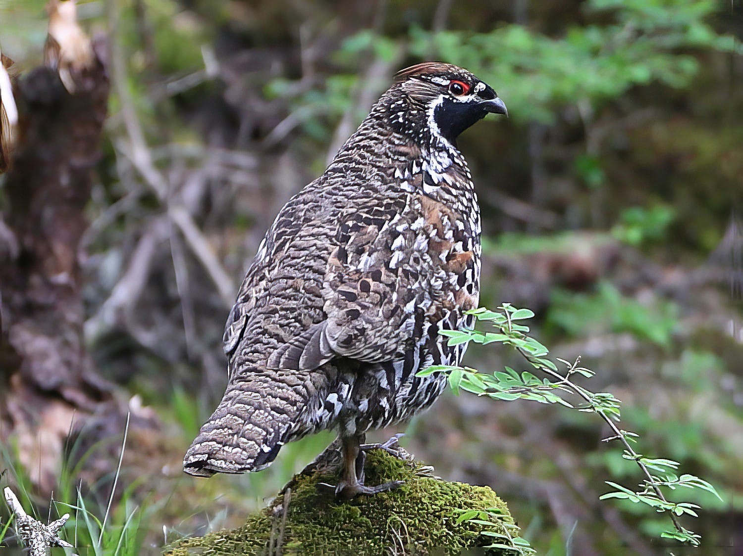 Chinese Grouse
