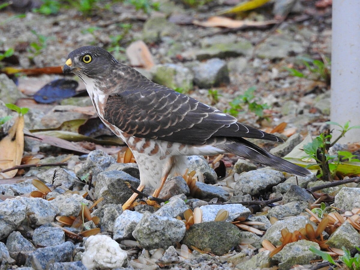 Chinese Sparrowhawk