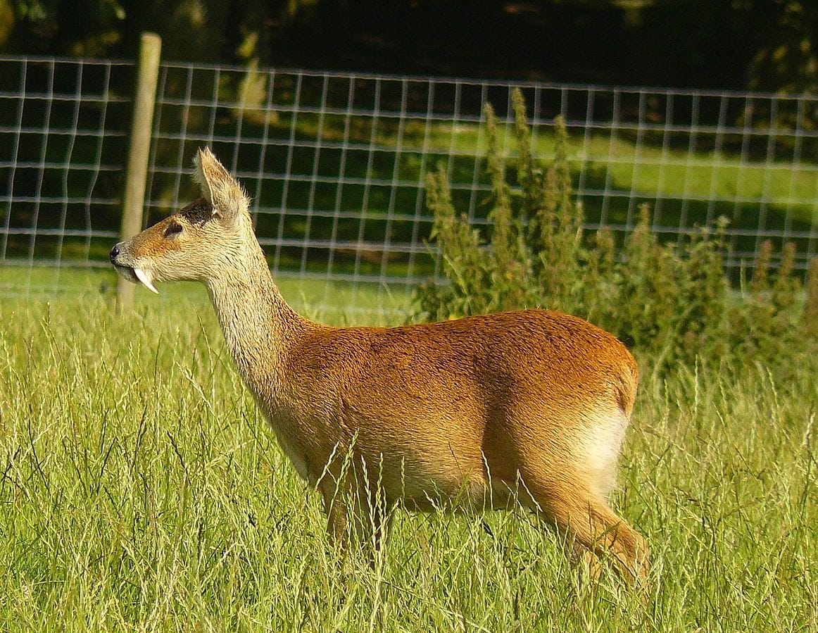 Chinese Water Deer