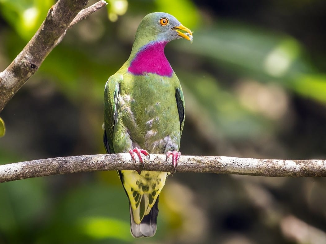 Claret-breasted Fruit Dove