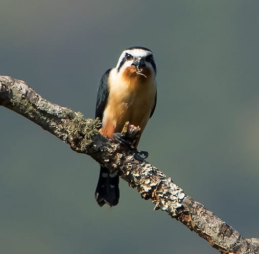 Collared Falconet
