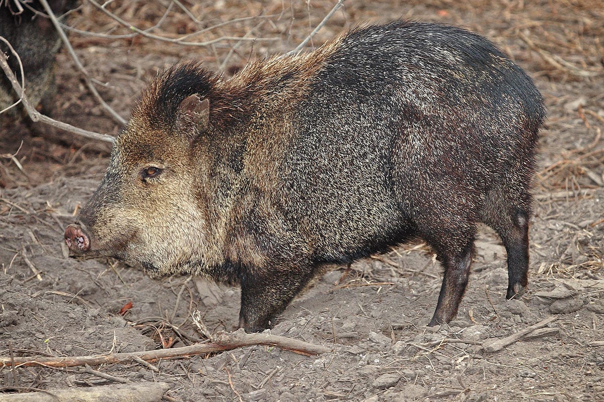 Collared Peccary