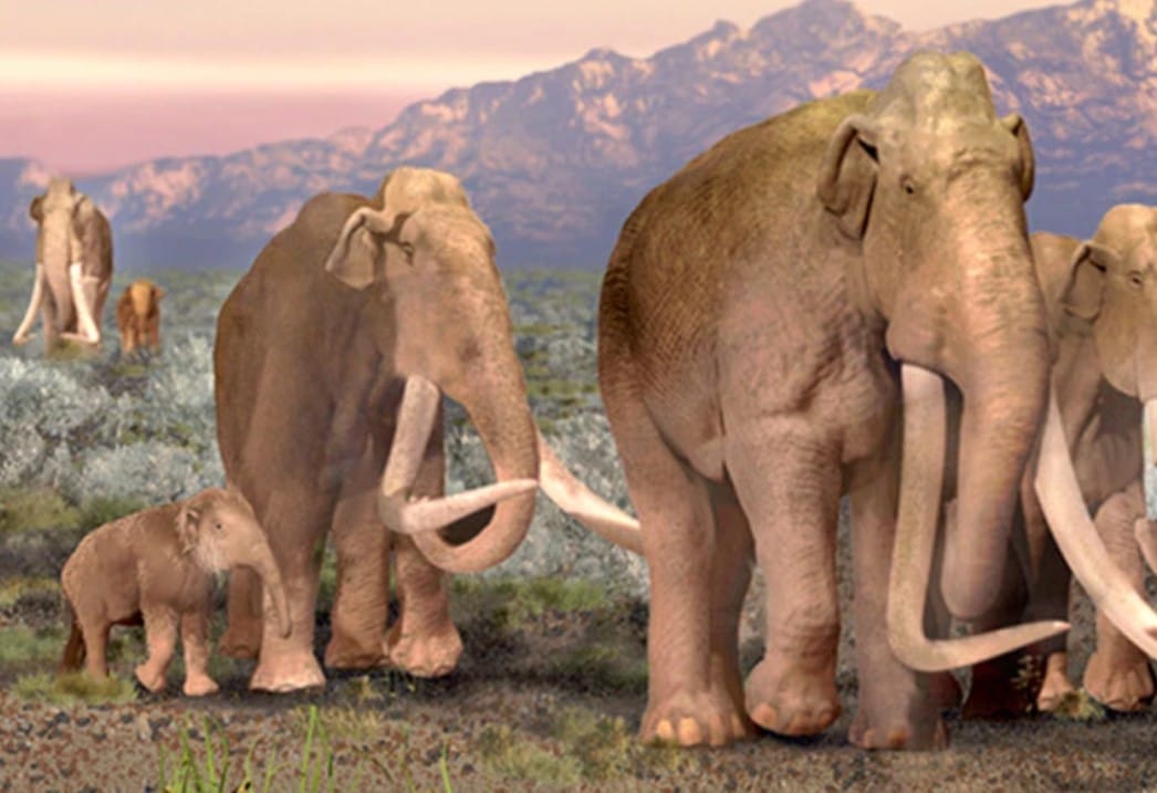 Columbian Mammoth