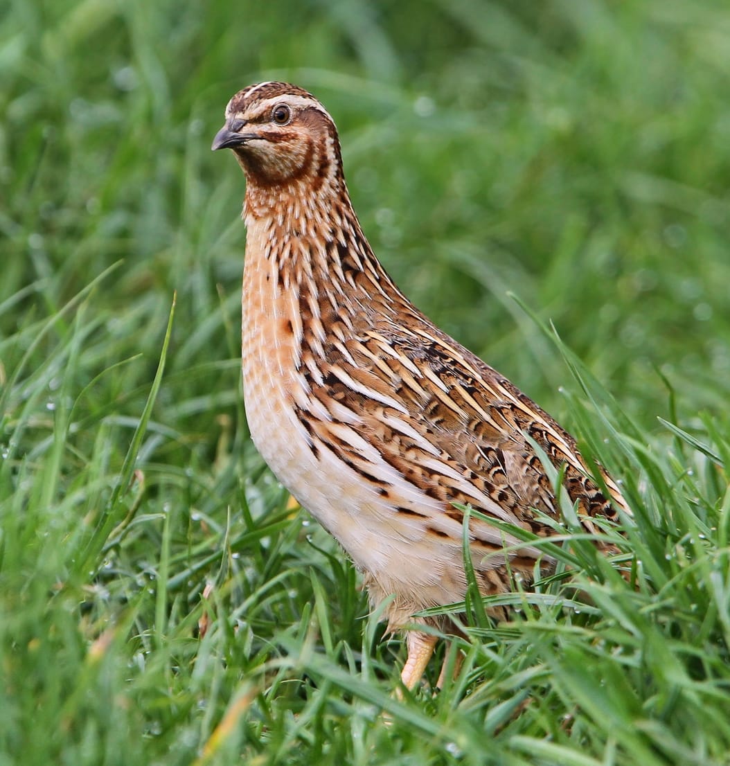 17 Types Of Quail Birds Species Identification With Pictures August 2026 17 Types Of Quail Birds Species Identification With Pictures August 2026