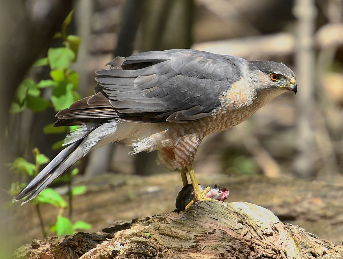 Cooper’s Hawk