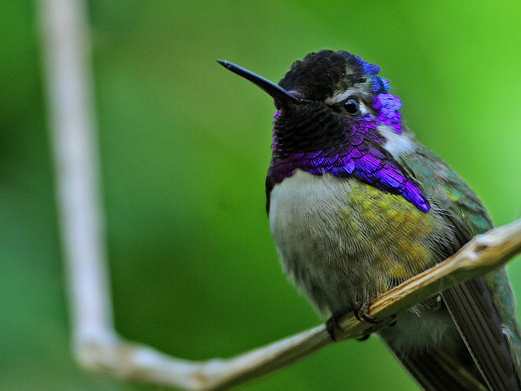 Costa’s Hummingbird