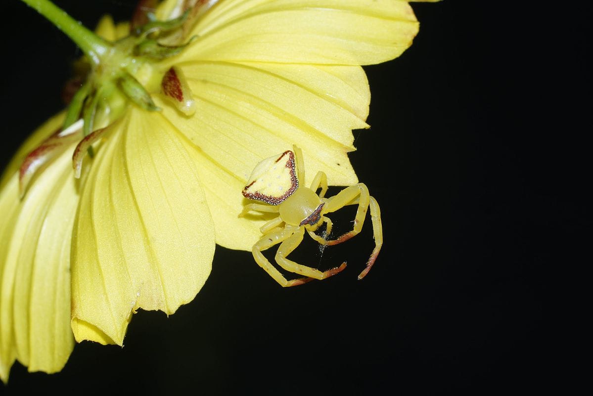 Crab Spider