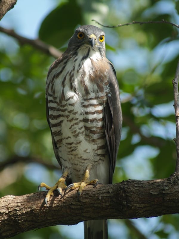 Crested Goshawk