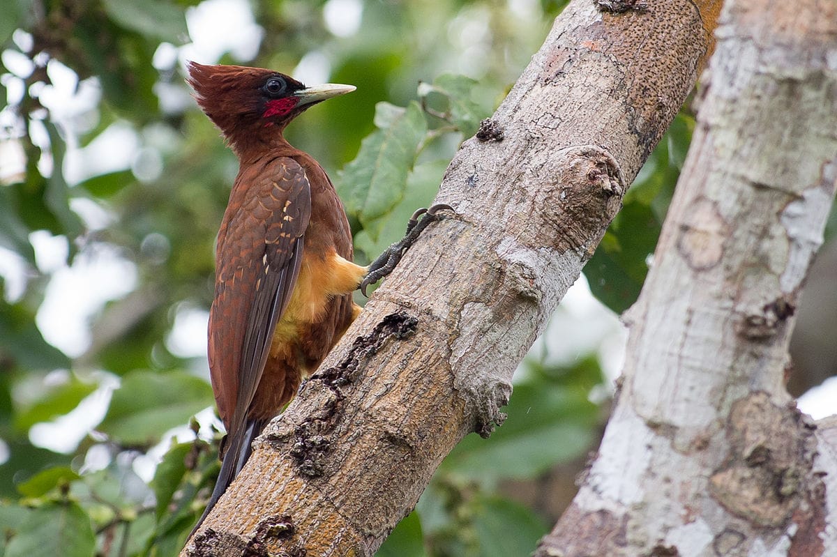 Crested Woodpecker