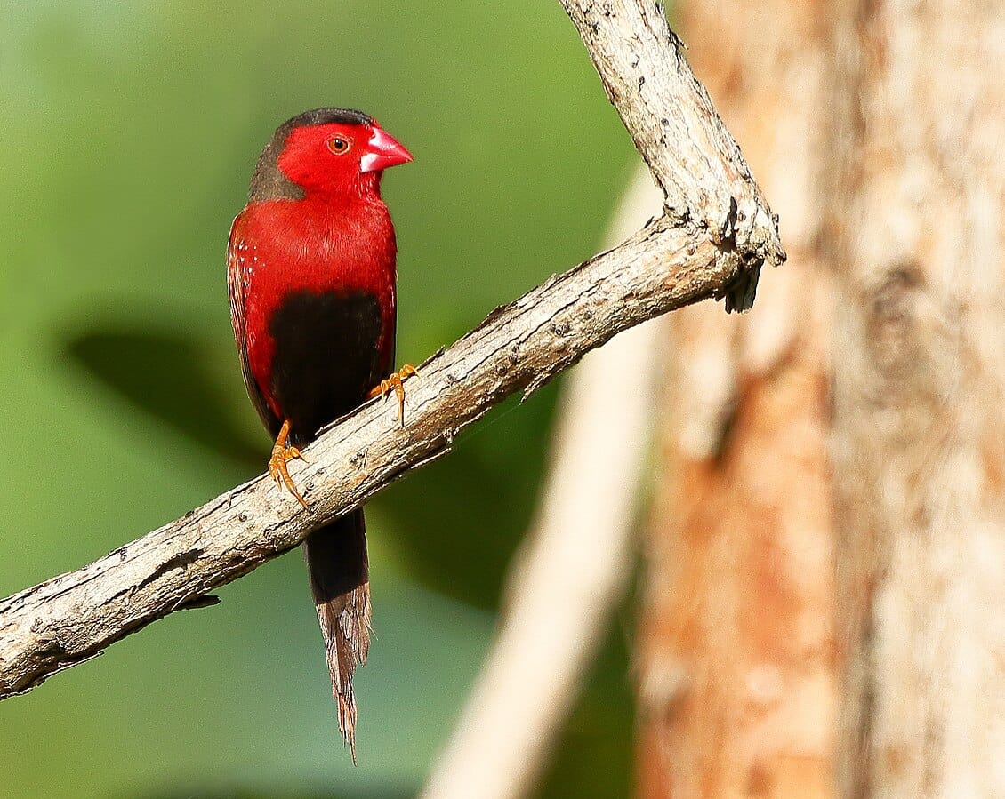 Crimson Finch