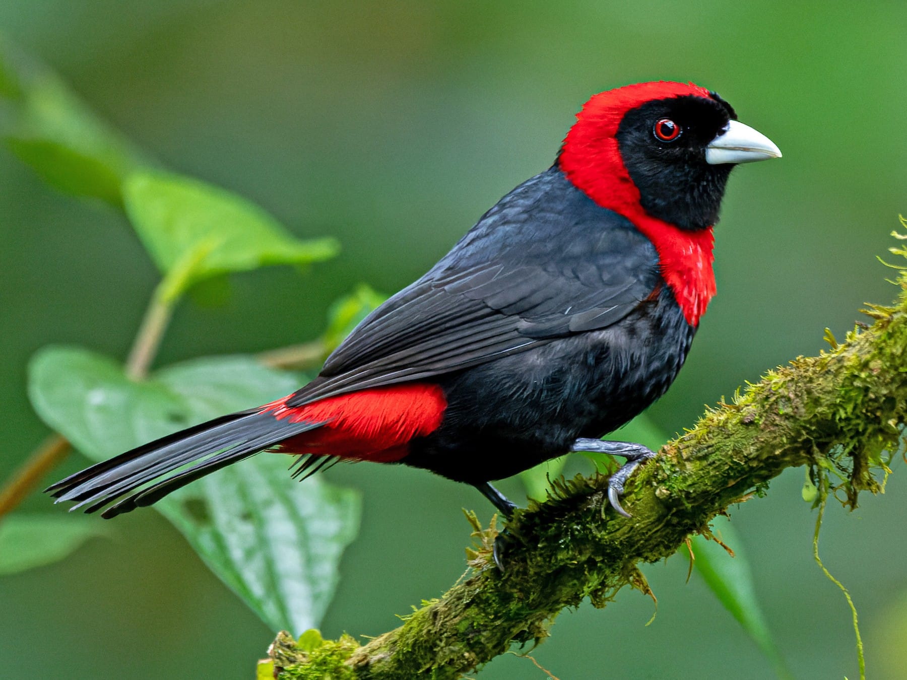 Crimson-collared Finch