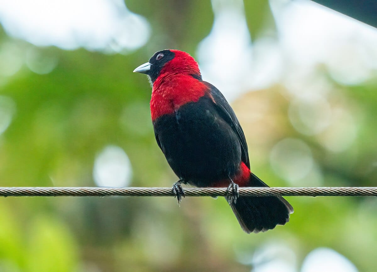 Crimson-collared Tanager