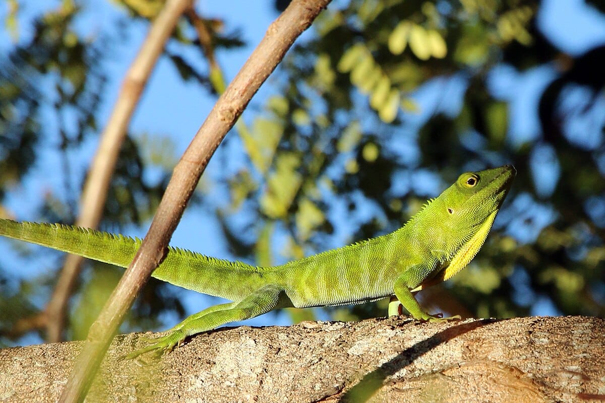 Croaking Lizard