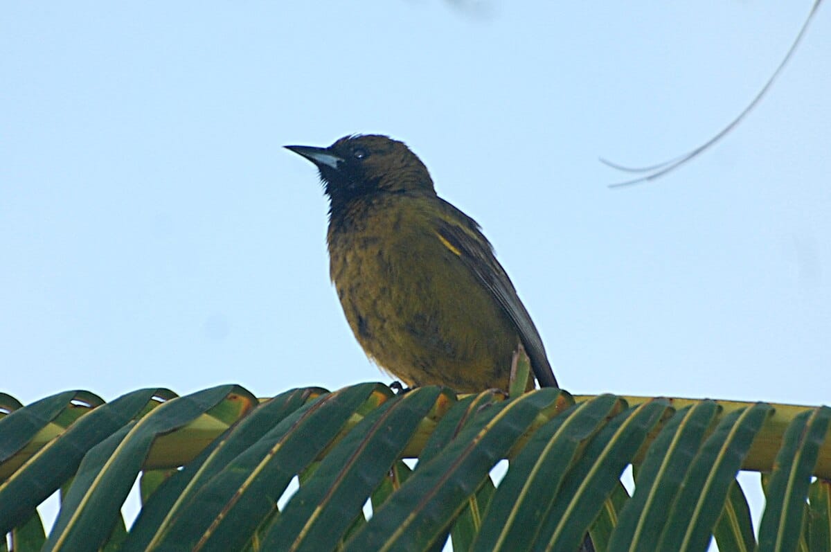 Cuban Oriole