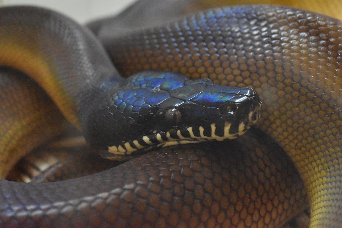 D’Albertis’ Python