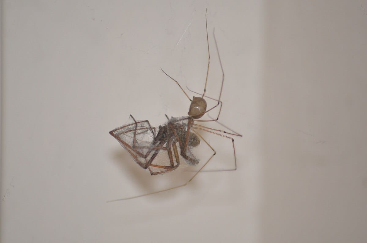 Daddy Longlegs