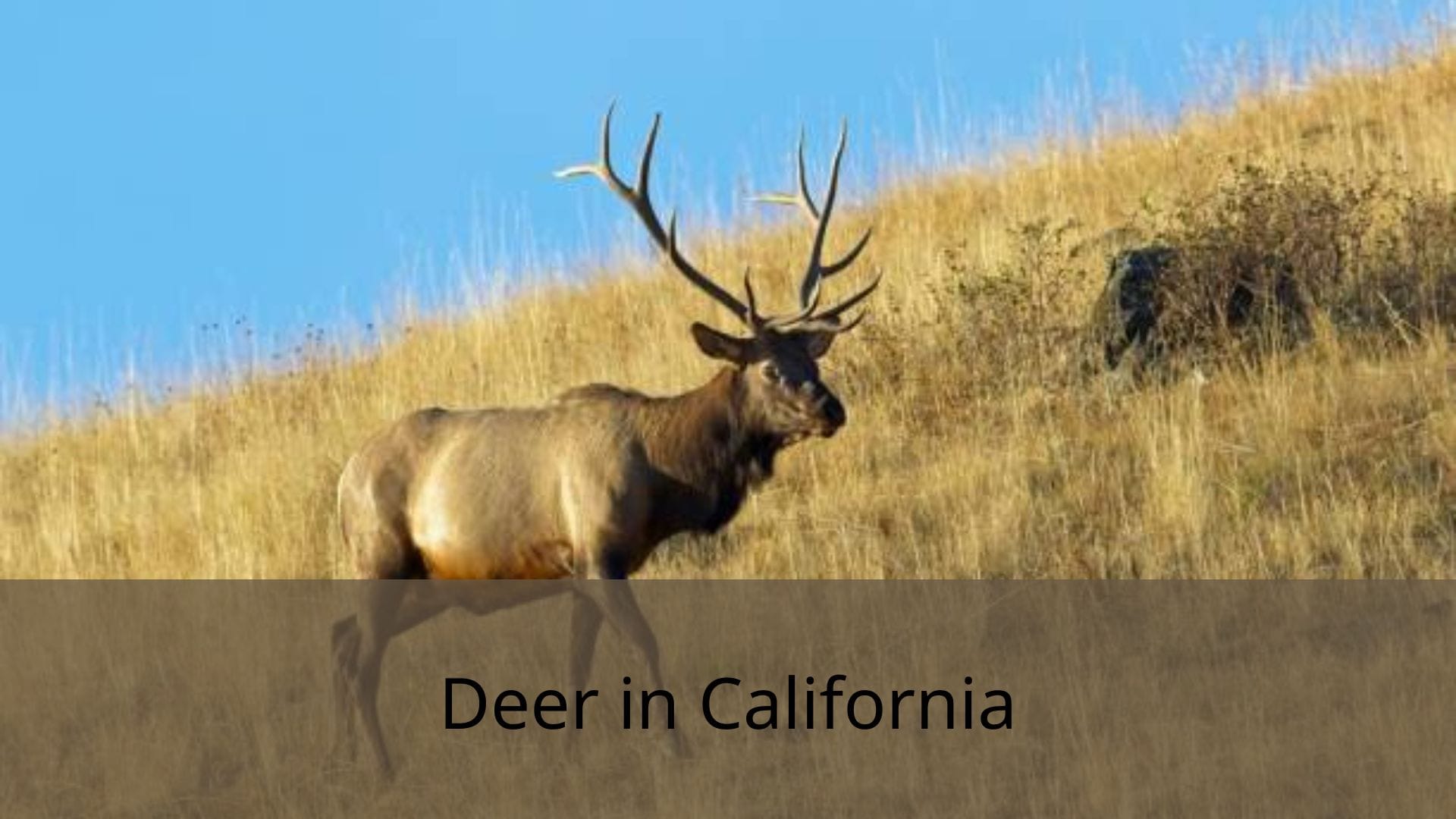 Deer-in-Califonia
