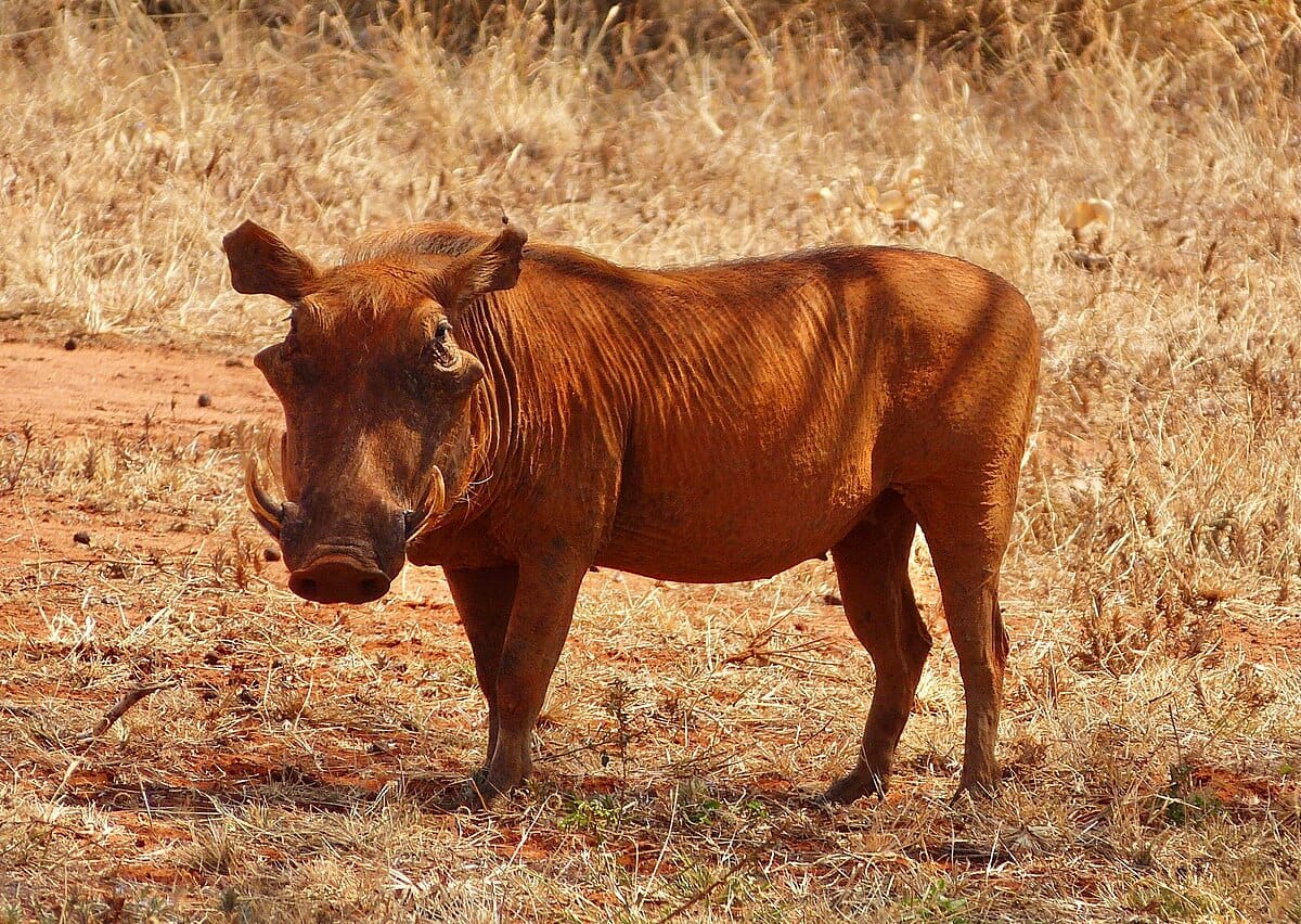 Desert Warthog
