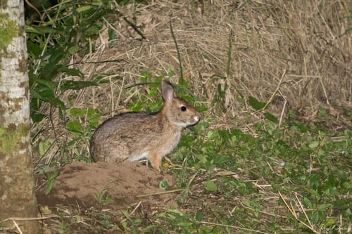 Dice’s Cottontail
