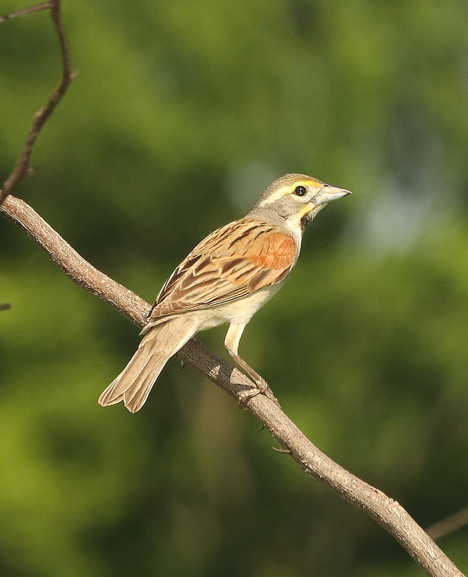 Dickcissel