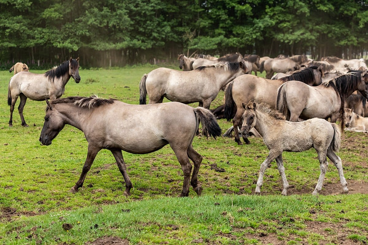 Dülmen Pony