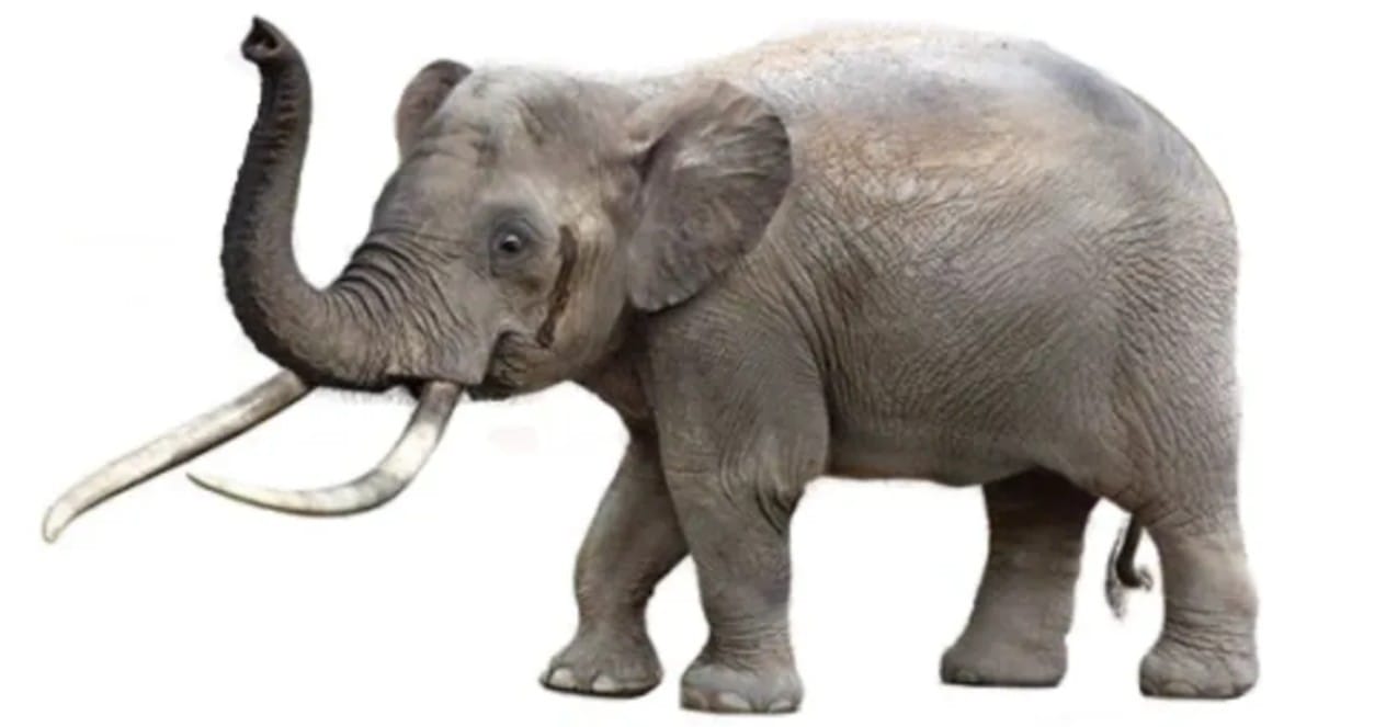 Dwarf Elephant