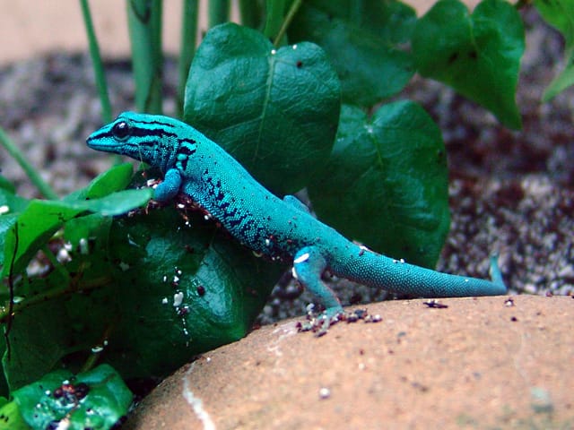 Electric Blue Gecko