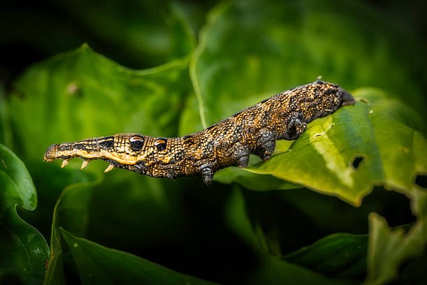 Elephant Hawk-Moth Caterpillar