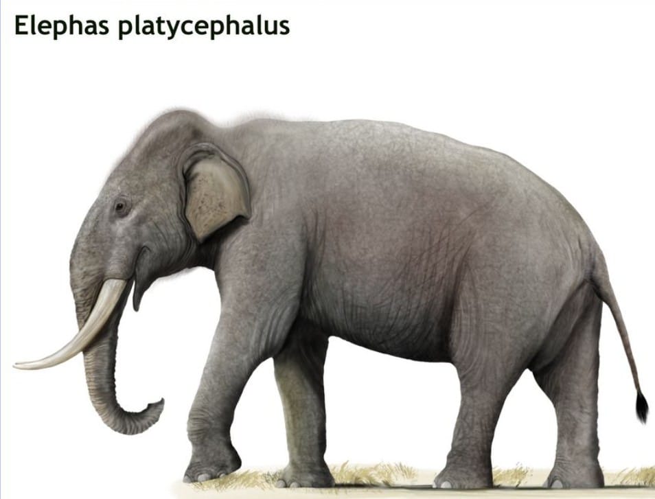 Elephas planifrons
