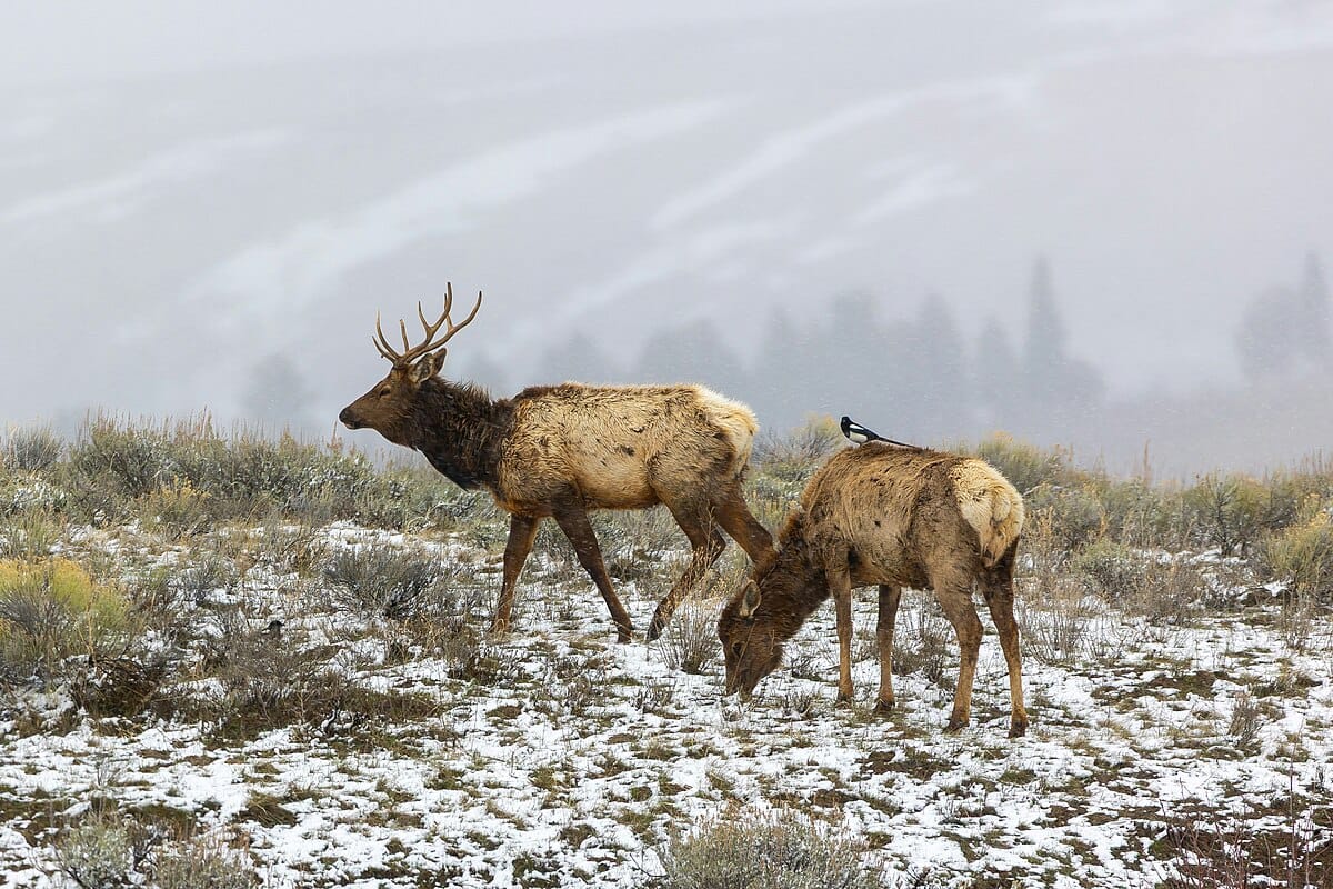 Elk