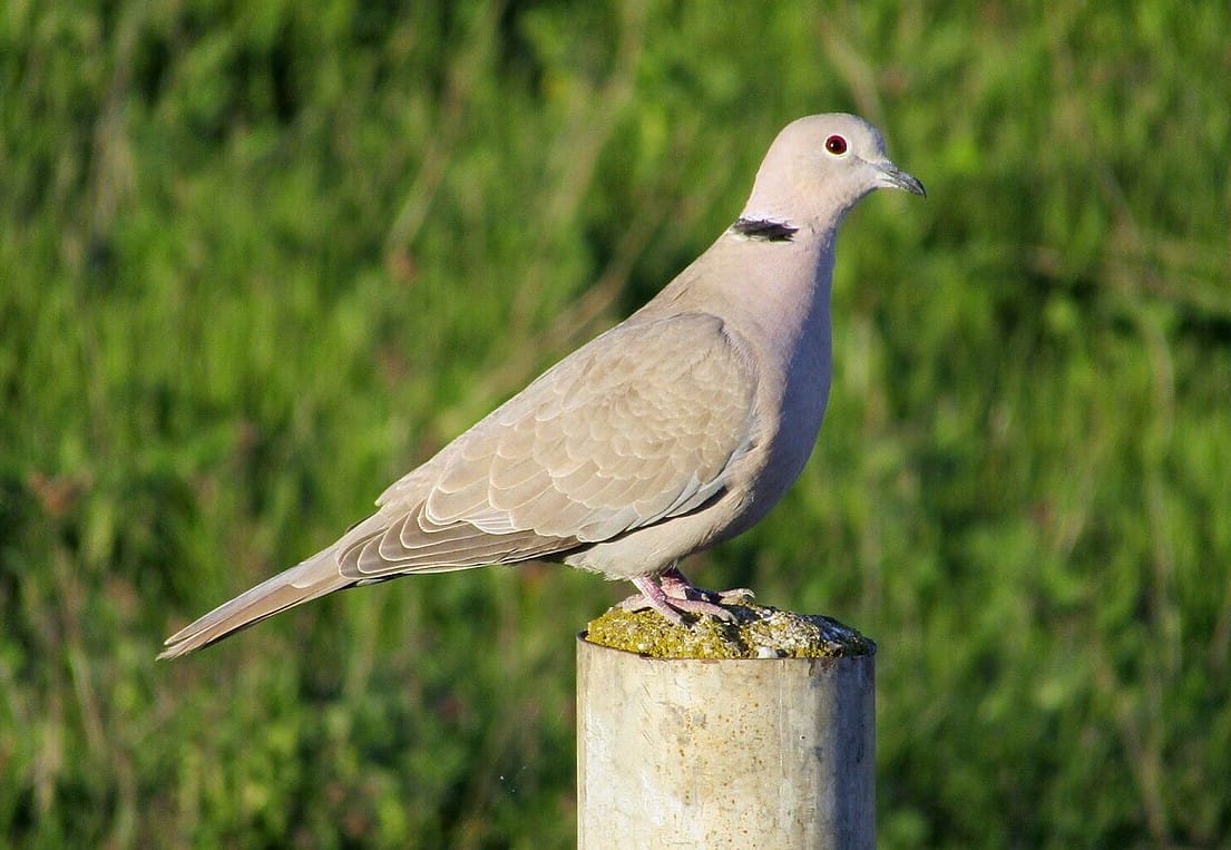 Eurasian-Collared-Dove