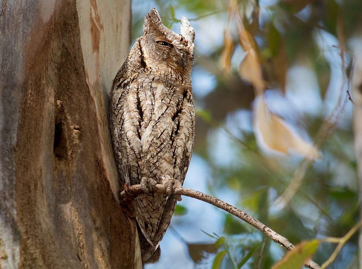 Eurasian Scops Owl