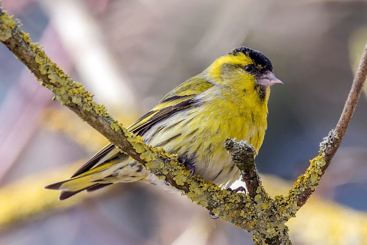 Eurasian Siskin