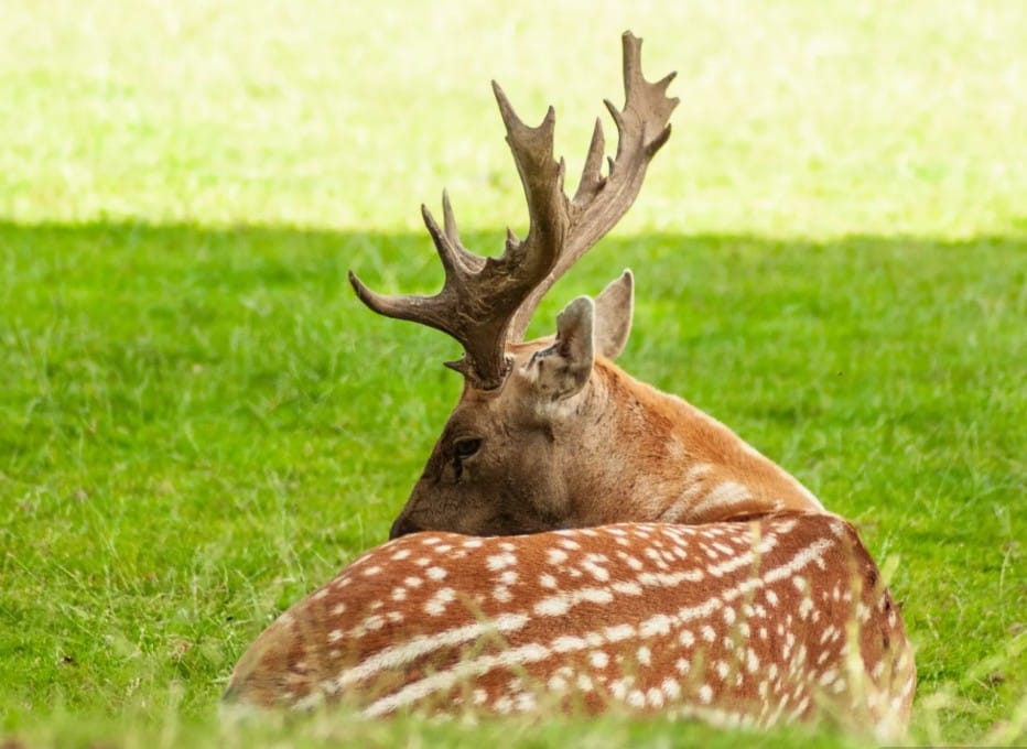 Fallow Deer