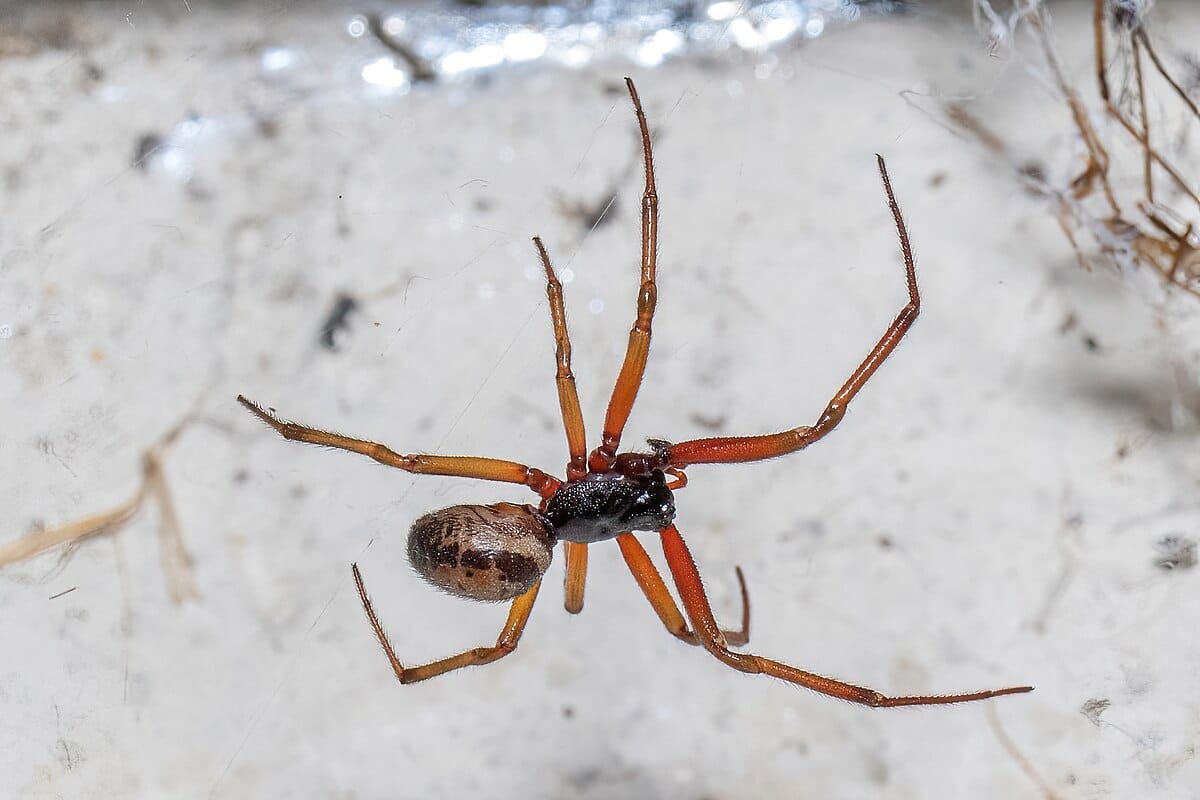False Widow Spider