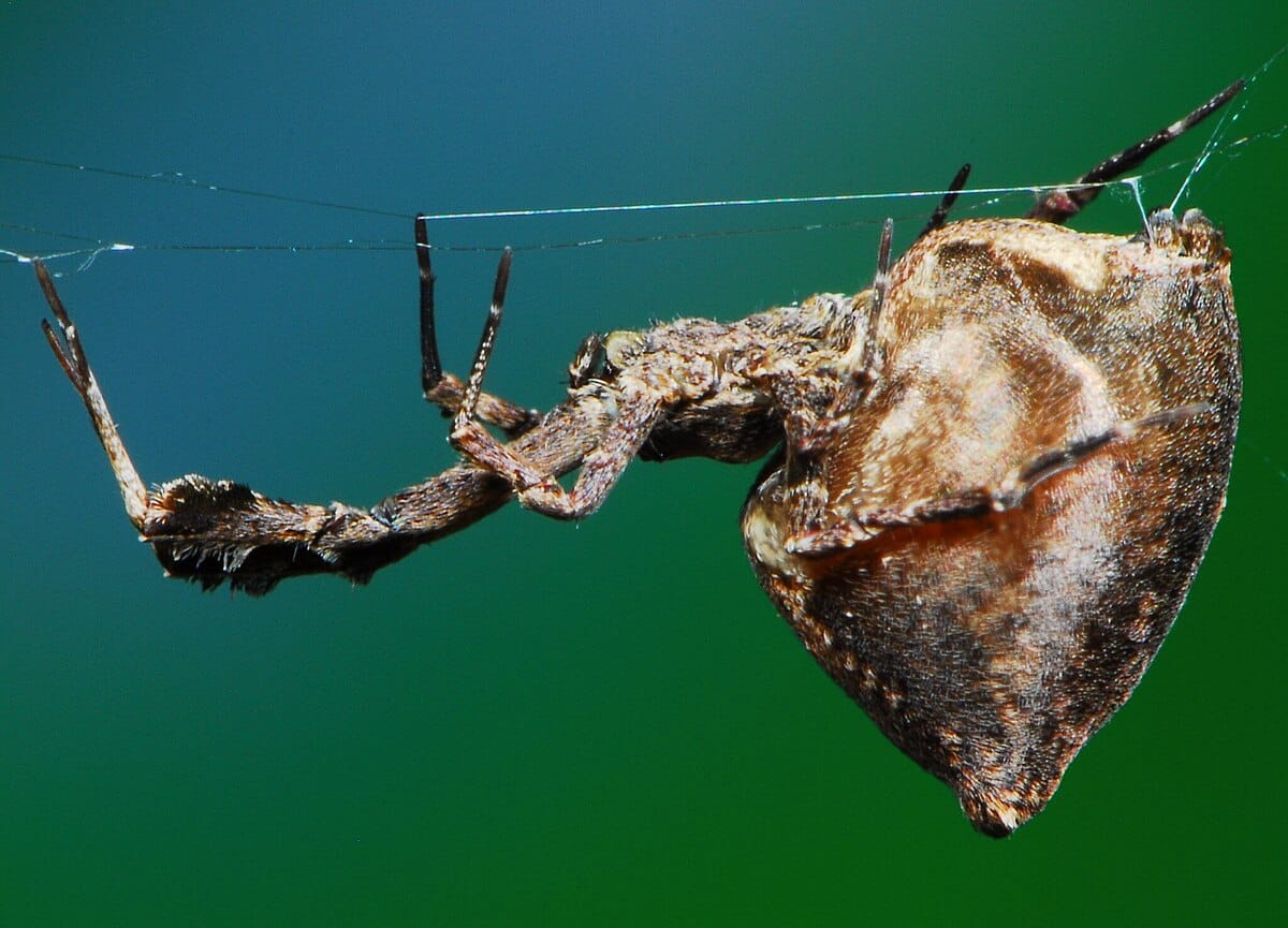 Feather-Legged Orb Weaver