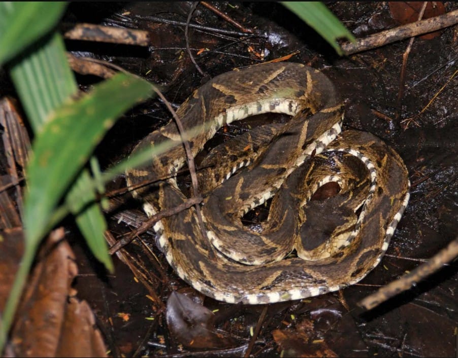 Fer-de-Lance