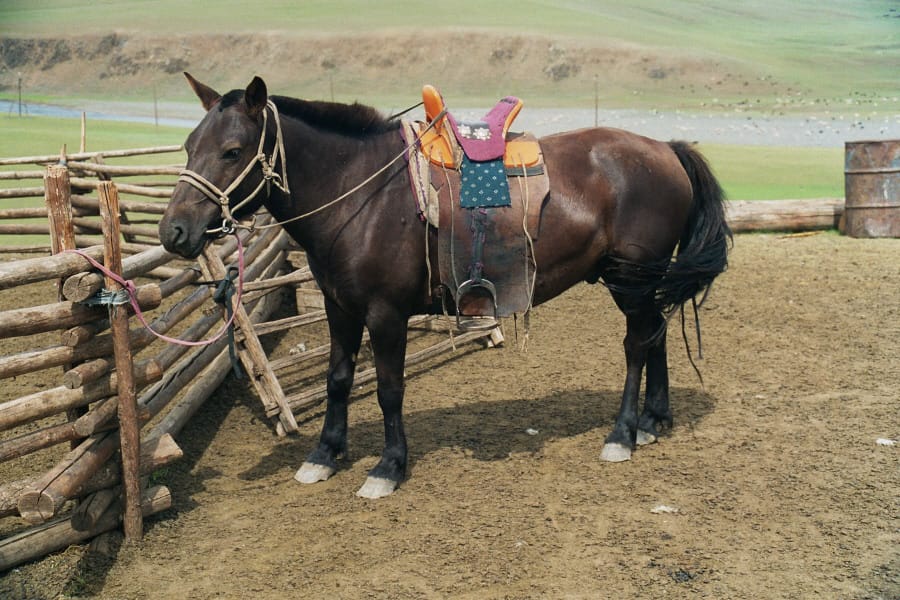 Feral Arabian Horse