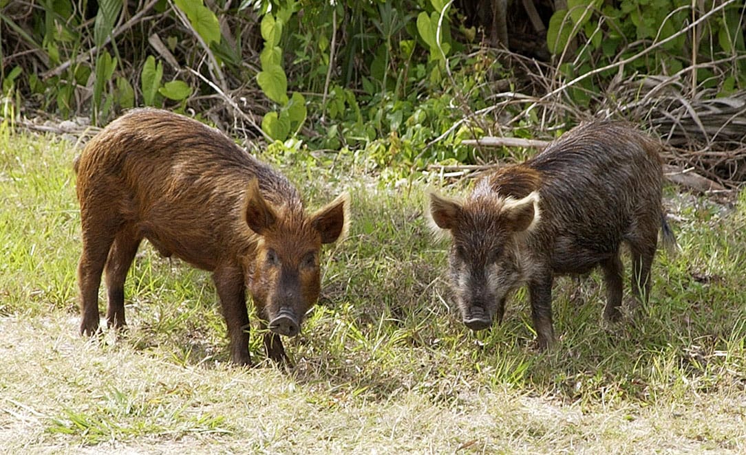 Feral Hog