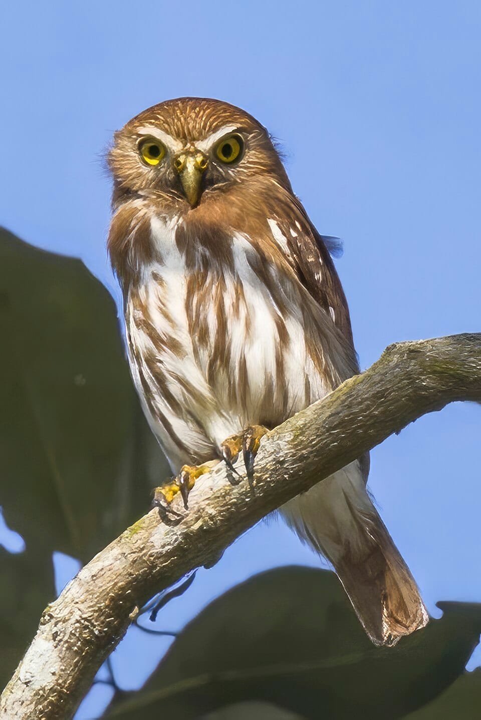 Ferruginous Pygmy Owl