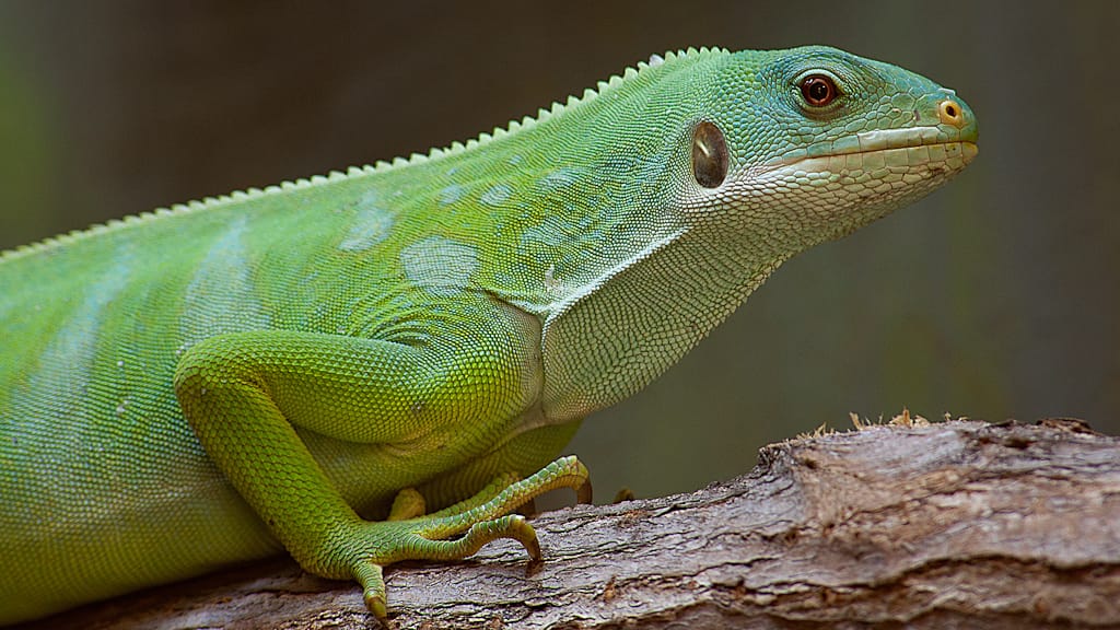 Fiji Banded Iguana