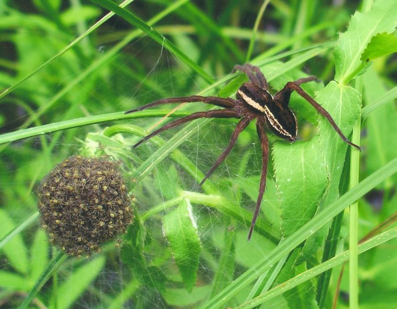 Fishing Spider