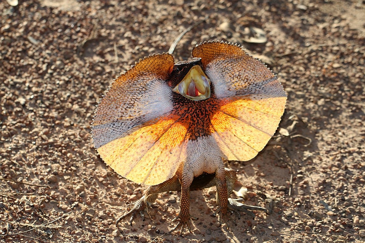 Frilled-Neck Lizard