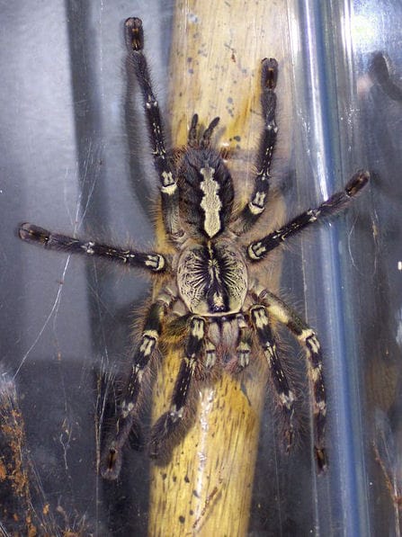 Fringed Ornamental Tarantula