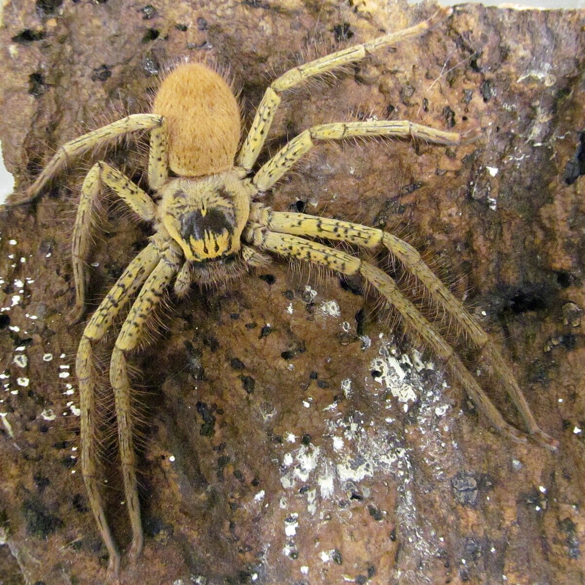Golden Huntsman Spider
