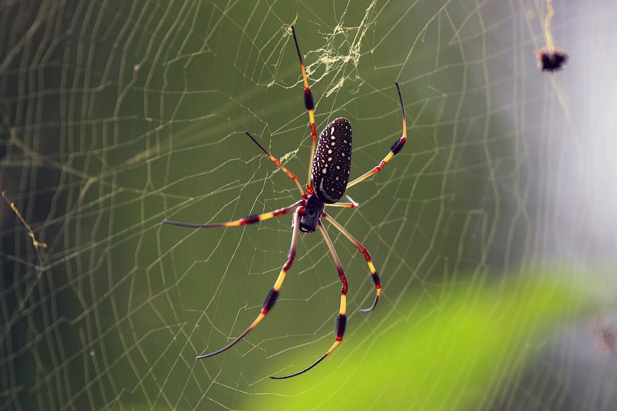 Golden Silk Orb-Weaver