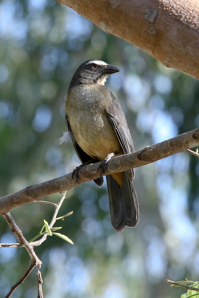 Grayish Saltator